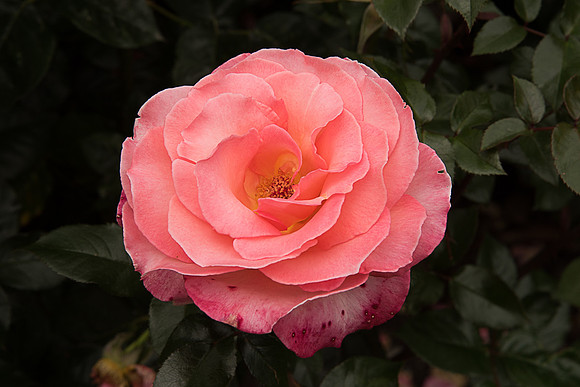 NZ_DSC_0727