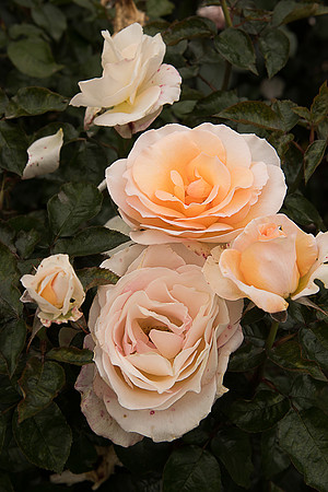 NZ_DSC_0718