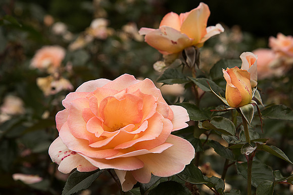 NZ_DSC_0737