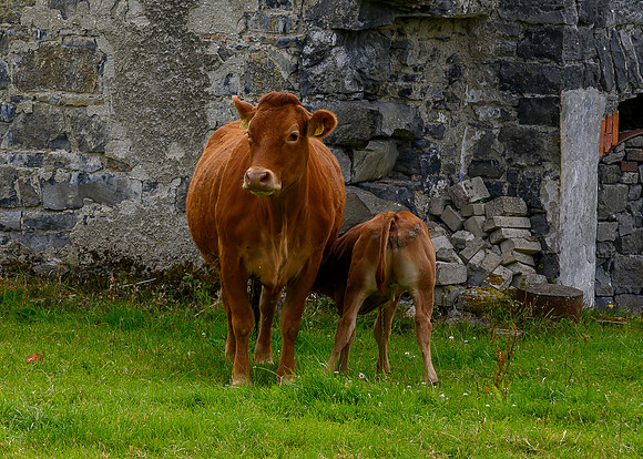 Ire_DSC3111